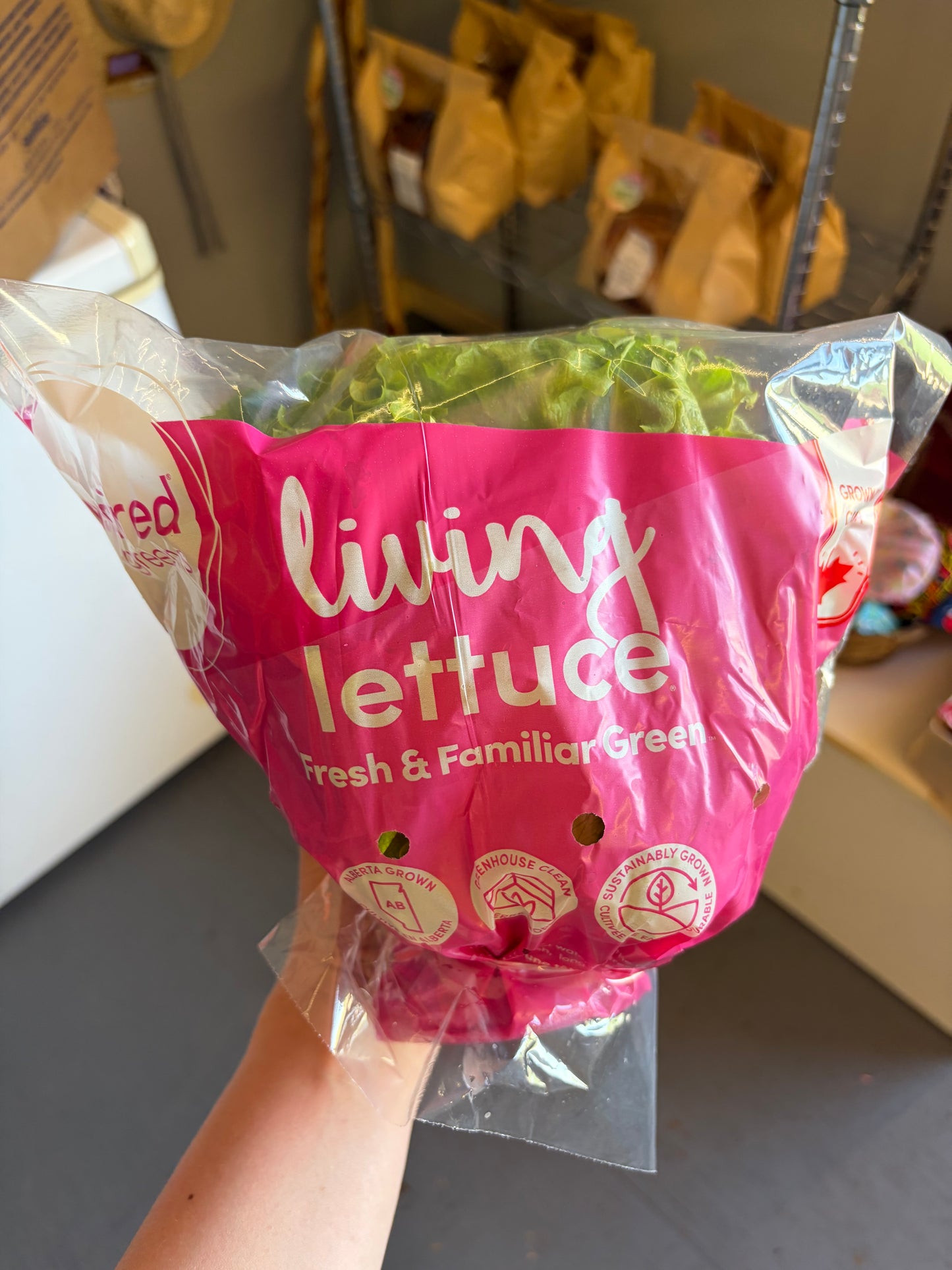 Living Lettuce