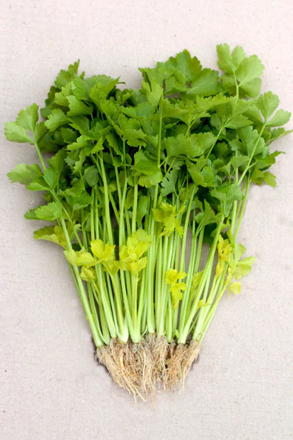 Chinese Yellow Stem Celery
