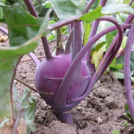 Purple kohlrabi
