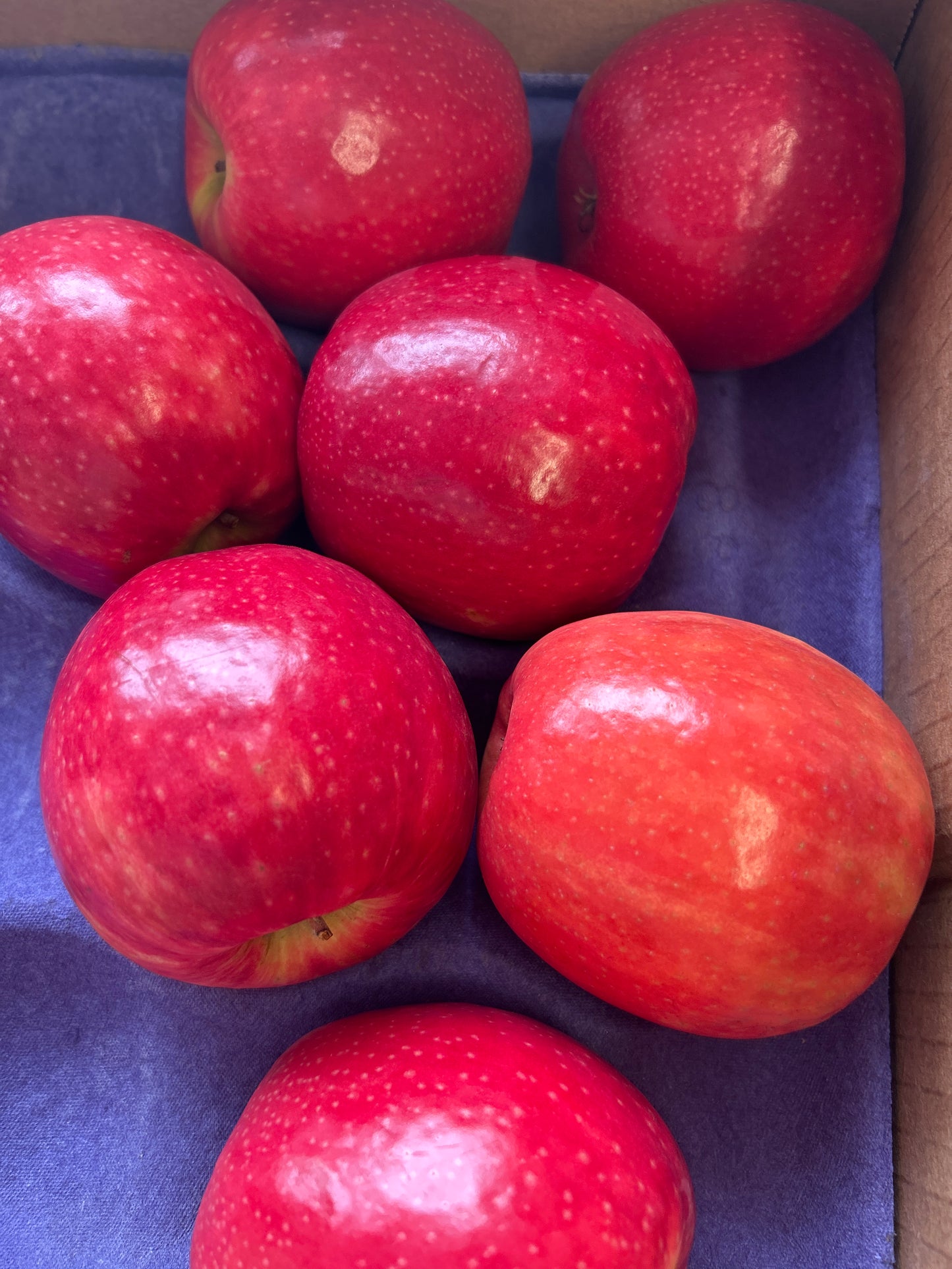 Pink lady Apples