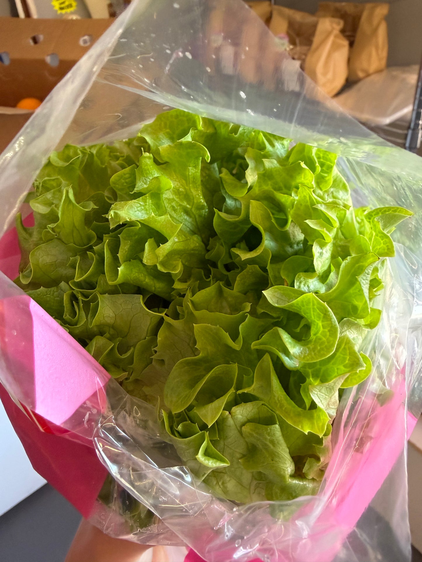 Living Lettuce