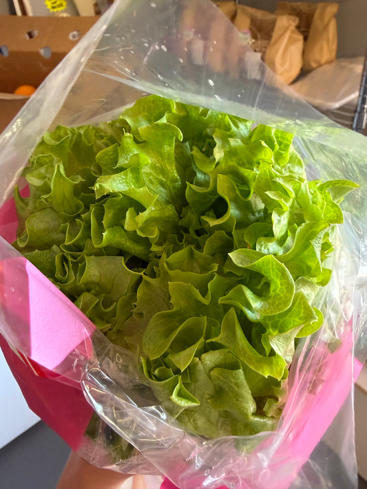 Living Lettuce