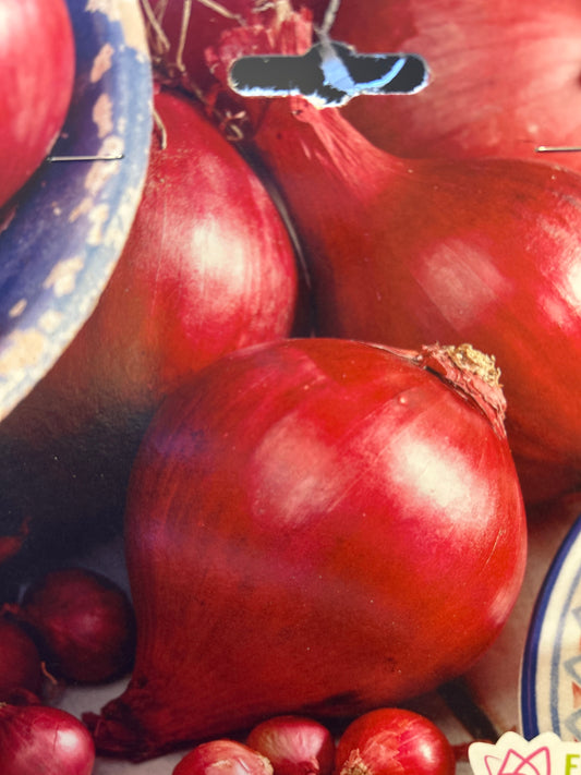 Red Onion bunch of 3