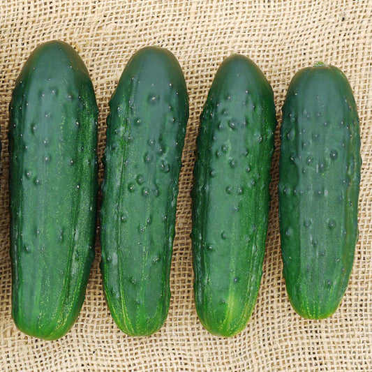Pickling Cucumber