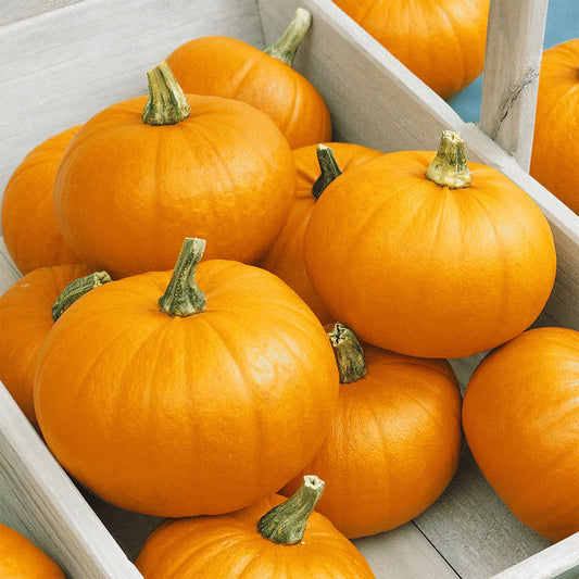 Small Sugar Pumpkin