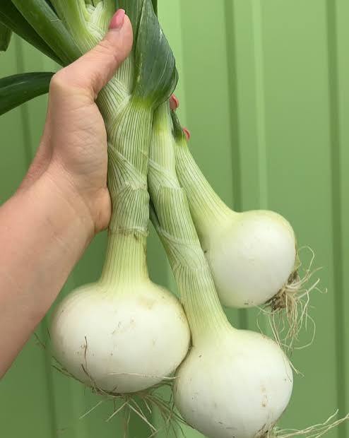 Onions