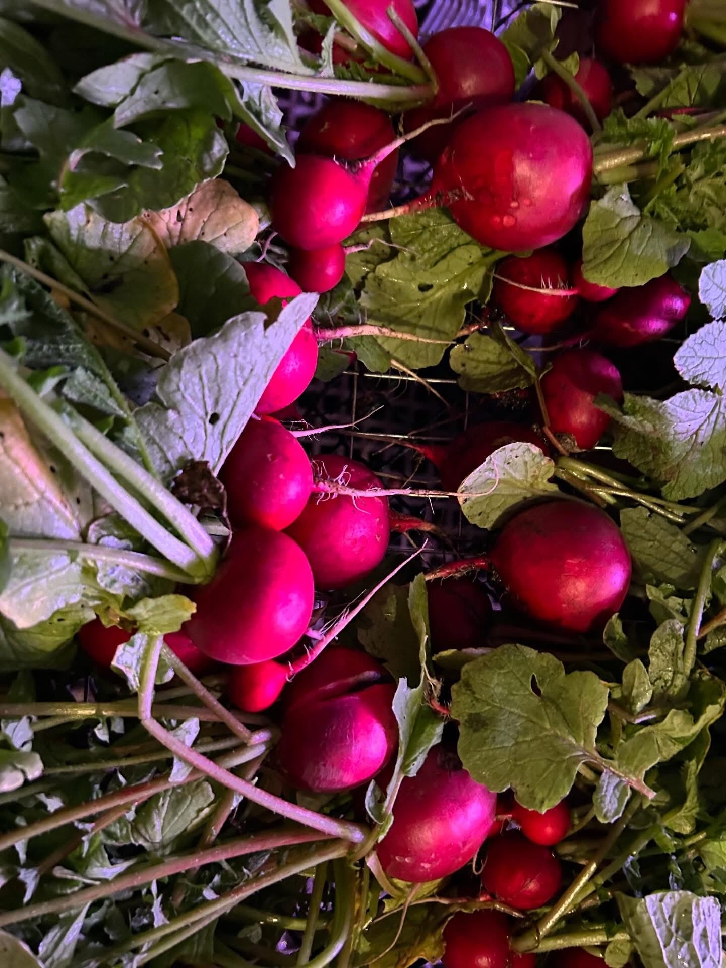 radish