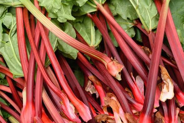 Rhubarb bunch