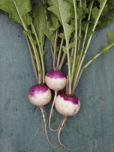 Purple Top Turnips