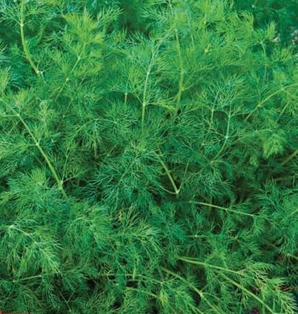 Dill
